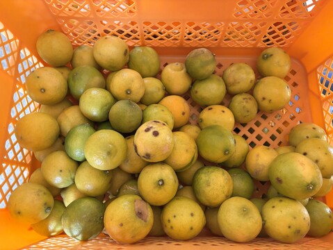 【訳あり】キズもの静岡県産ライム2kg★ノーワックス・農薬節減★傷あり・超お徳用