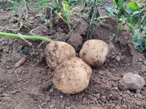 🥔採れたて新ジャガ✨農薬・化学肥料不使用「ニシユタカ」3kg　Mサイズ🥔