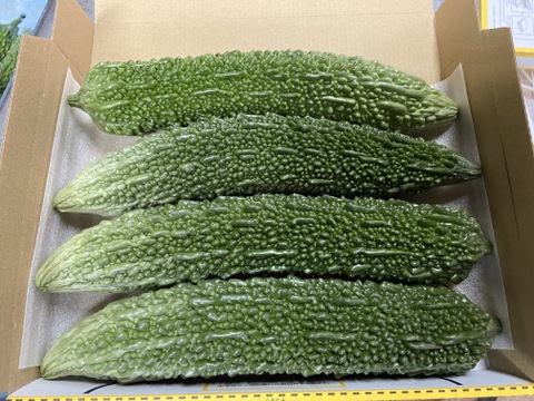 【苦味やみつき!!】
栄養満点!佐土原ゴーヤ4本