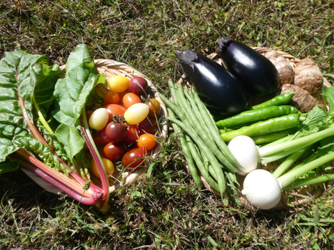 一人暮らしの方に・季節の野菜セット５～７品（Ｓサイズ・1～1.5kg前後）【お試しサイズ】