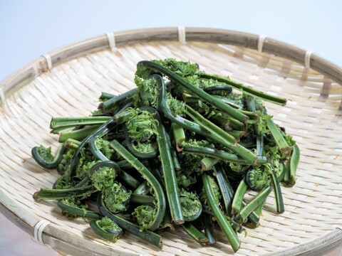 【たっぷり】天然山菜！くせなし！緑が鮮やか！天然こごみ(250g×２P)新潟県妙高市産