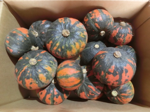訳あり品　1箱限定　富良野産かぼちゃ　赤坊ちゃん５ｋｇ（30玉）　農家直送