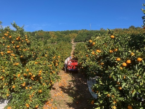柑橘ブレンドジュースゴールド720ｍｌ瓶二本セット