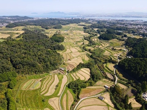 大自然の棚田で育ったクレソン　自然栽培