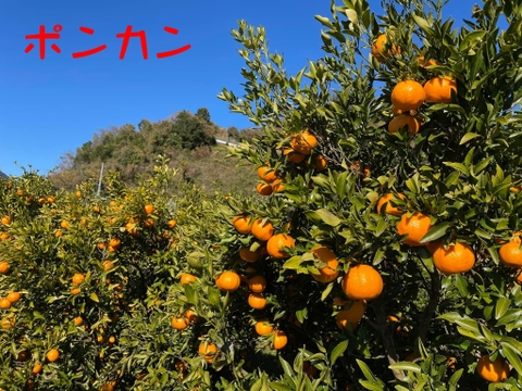 旬の美味しさを閉じ込めました　新発売　果樹園のジェラート『柑橘食べ比べセット』6種類6個入り　配達日時指定便 杉山農園
