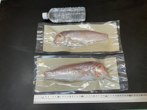 【謹製】ひと塩甘鯛/ぐじ/干物/中型/原体400～600g/半身分【冷凍】