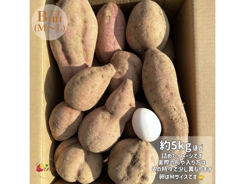 【期間限定】種子島産 新じゃが(M・L・2L)＆熟成安納芋B品(M〜Lサイズ)｜合計 3kg 旬の味わいセット🍠🥔