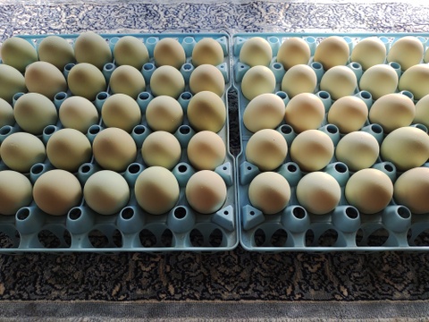 【18個】オメガ３が普通の卵の４倍！24時間放牧養鶏卵、(6個×3パック)アローカナの産む幸せの青い卵、下田ブルー！！