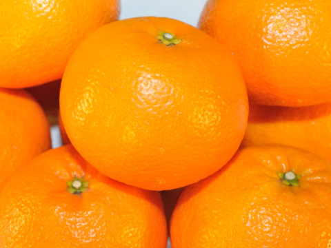 濃厚完熟　蔵出し　愛媛伊予柑　ご家庭用・４ｋｇ