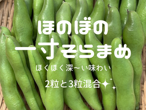 ⭐4月下旬～⭐朝穫れ❗2㎏「そら豆（さや付き）」：愛媛県産の一寸