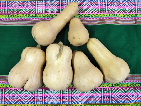 熟成★バターナッツかぼちゃ　4ｋｇ