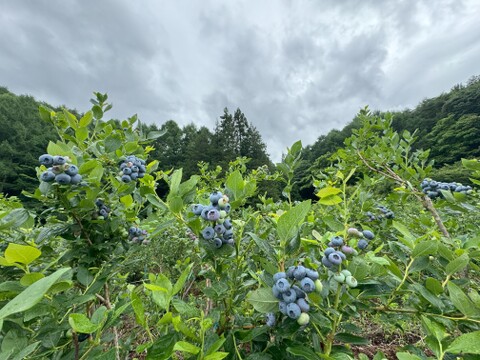 農薬不使用 冷凍ブルーベリー１キロ 信州長野県産 毎日の食卓に♪