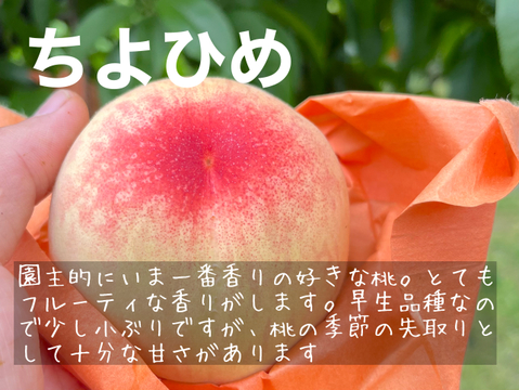 【家庭用】希少なミニピーチ！　５月下旬～６月中旬の岡山の桃　小箱　６～８玉
