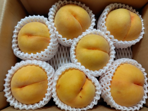 季節の黄桃約2キロ5-10個入　訳あり家庭用  農薬半減栽培