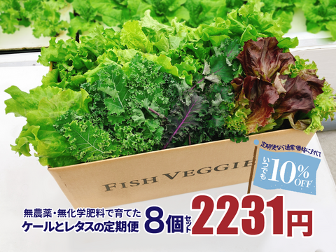 新鮮！採れたて！農薬・化学肥料不使用！レタスとケールの定期便 8個セット
