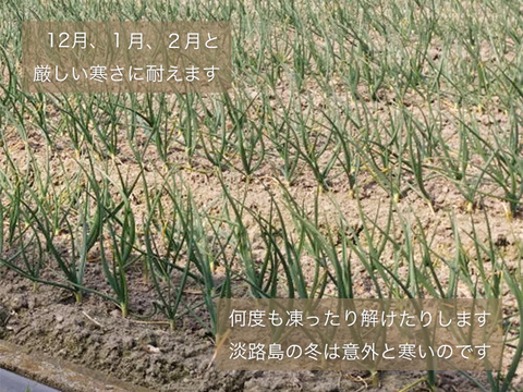 【数量限定】淡路島産新たまねぎ 2.5kg 兵庫県認証食品 レシピ付き！