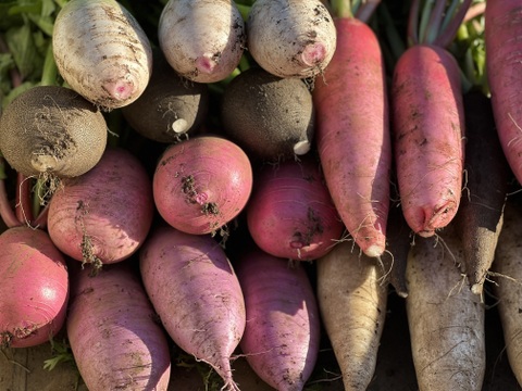 しゅん農園の旬の野菜お任せセット 7〜10品目前後