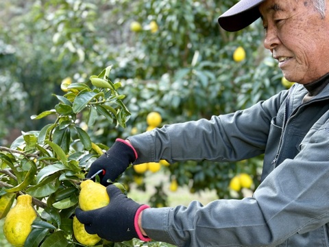 残留農薬ゼロのレモン！璃の香2kg【佐賀県産たきのれもん】