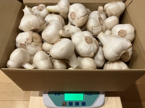 【採れたてフレッシュ】農薬不使用ジャンボニンニク６kg、まとめ買いでお得。