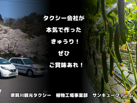 パリっと歯ごたえ！朝採れ岩瀬きゅうり！福島県須賀川市産「太陽きゅうり」３ｋｇ