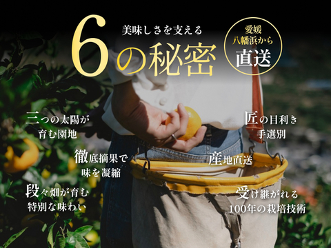 みかんGP2026最高金賞】愛果48号【新品種】甘平×まどんな【紅