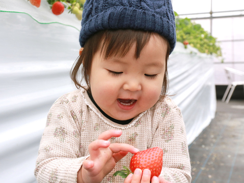 【紅白いちご・当園一番人気】淡雪×旬のいちご（一箱2パック入）