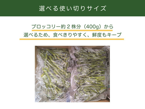 【手ごろな量を朝採れで！】スティックセニョール　1200g　常温便