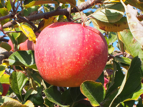 【発送が落ち着き次第再販します】断然お得! 2箱同梱6kgセット 朝もぎ！【農薬節減】 早生ふじ りんご こうりん 3kg箱まんぱい詰め(8~12玉)×2箱 秀品 ギフト お土産にも！