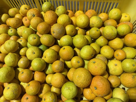 すだち（完熟）