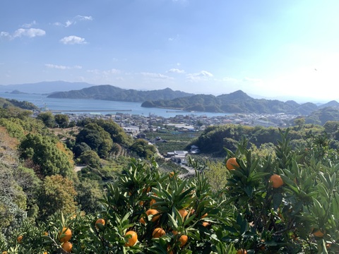 シャキシャキ、プチプチ驚異的な甘さ『甘平』！