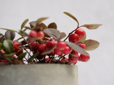 ミニ盆栽【チェッカーベリー × グレー陶器】高さ約17cm×横約19cm【夜市限定】