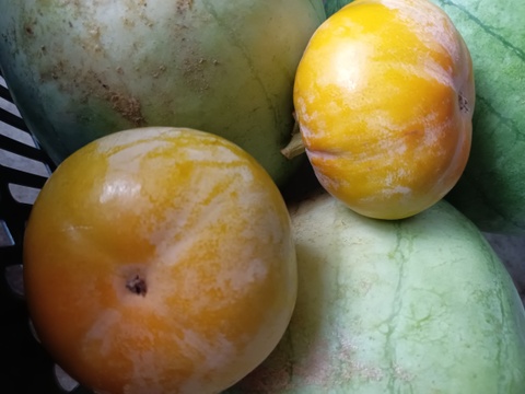 自然栽培の渋柿🍊８キロ🌰【数量限定❗❗】子供に食べさせたい😋🍚ばぁばのモノスゴイ果物🍊🍊🍊✨✨✨