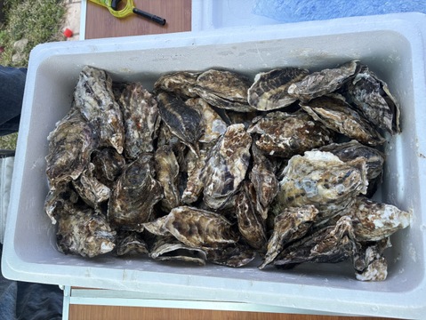 加熱用５ｋｇ ５名様用の牡蠣 殻付き牡蠣 殻付 カキ 加熱用 牡蛎 カキ かき 松島牡蠣屋 オイスターoyster 牡蛎 貝類 バーベキュー 貝【冬ギフト】