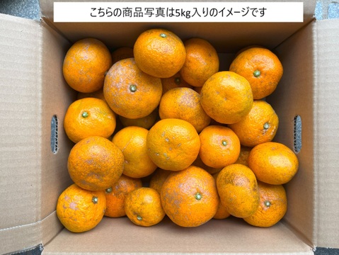 自然栽培　温州みかん尾崎Ｂ品　５kg🍊　見た目の良く無いものになります