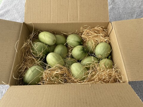 【お漬物に】【数量限定】子メロン（摘果メロン）　４㎏