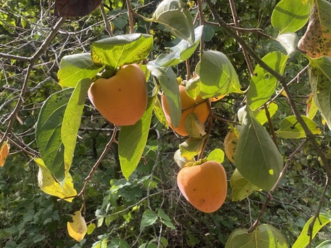 甲斐の国名産【枯露(ころ)柿】
太陽と風が渋〜い甲州百目柿を甘〜い干し柿に育てました！南国果実の様な濃厚な天然スイーツ枯露柿300gパック(6個前後チャック付袋入り)