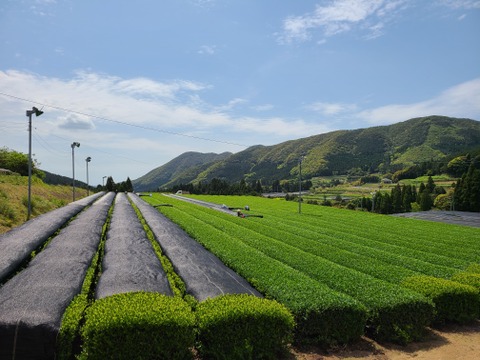 【後岳あさつゆ】 かごしま知覧茶　後岳あさつゆ　1袋100g　鹿児島県知覧町後岳産 農家直送　希少品種　煎茶　緑茶　お茶　日本茶　深蒸し茶　2025年新茶