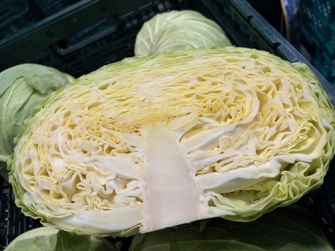 【訳あり】助けてくださいm(_ _)m　京都･山城のキャベツ　8kg以上（3玉～4玉）