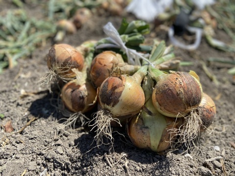 《お買い得》【淡路島産】お子様にも人気のひと口サイズ 完熟玉ねぎ 3kg