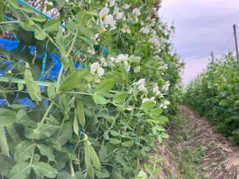 【春！今が旬！】ほくほく食感とやさしい甘味のうすいえんどう（2.0kg/ＬMサイズ混み）