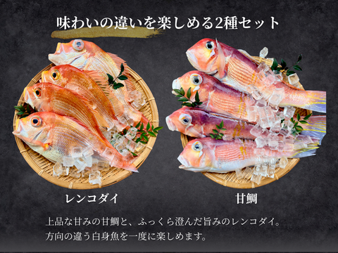 【白身魚の食べ比べ】甘鯛 × レンコダイ セット（合計６kg）