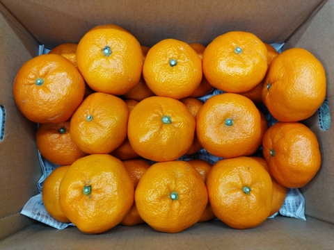 大玉　蔵出し貴少品種　ひめのか【ミカン】　箱込み4.5キロ