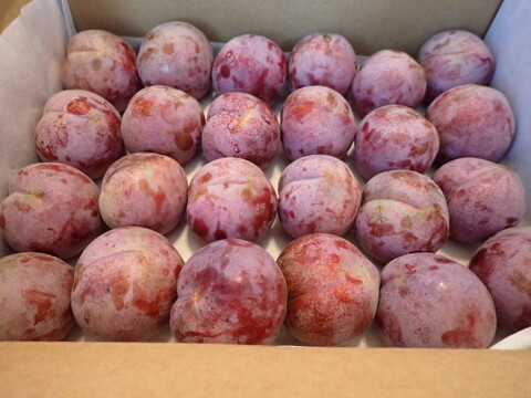 まっかな果肉のすもも　紅香（べにか）のしずく　約２Kg