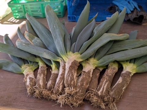 《数量限定 特選3L,10本》下仁田町産 下仁田ねぎ 極上の甘みととろける食感！（贈答用）【冬ギフト】