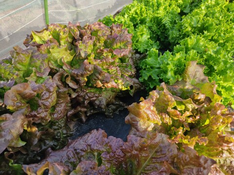 🍃【朝採り】旬の株どりレタス3～4株 ＋ 旬野菜の詰め合わせBOX🍃
