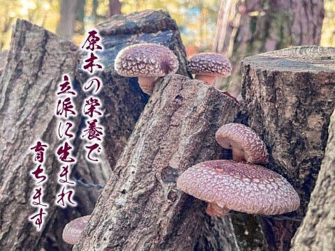 うま味濃厚！熊本県産原木乾燥しいたけ【大袋】360ｇ（120ｇ×3個）