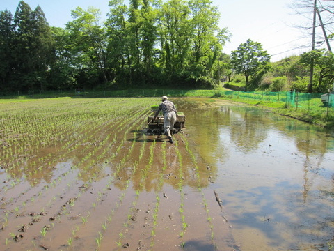 【令和７年産新米】ササニシキ玄米5kg★天日干し・自然栽培