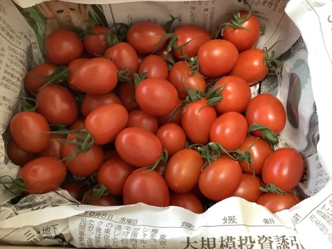 愛媛県産  高糖度ミニトマト 1kg