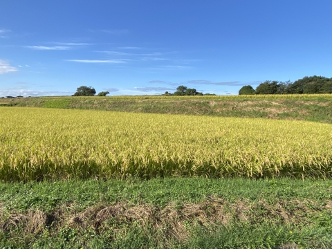 新米！令和7年産　青森県産米　はれわたり　５kg