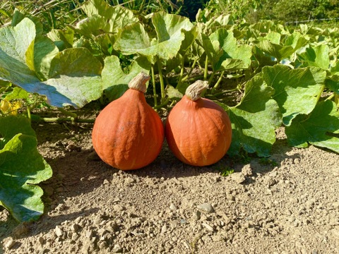 数量限定！わくわくハロウィン カボチャセット